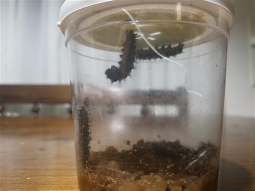 Caterpillars in a Cup-Day 11 